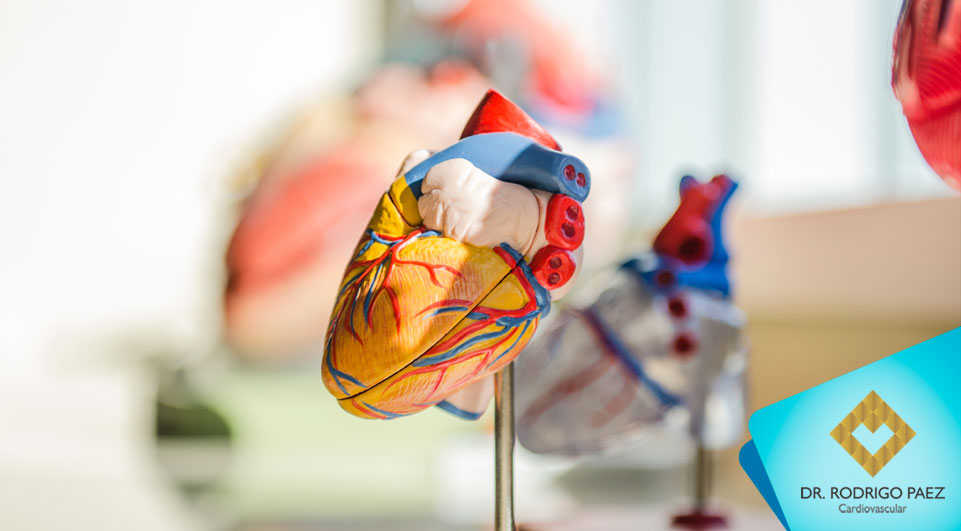 Descoberto método inovador para formar vasos sanguíneos no coração.